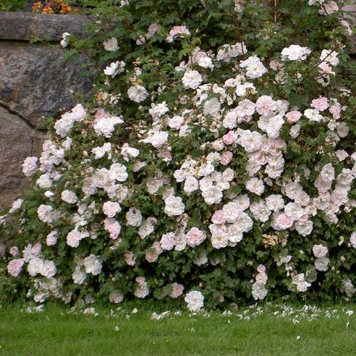 Alb cu tentă roz pal - Trandafir copac cu trunchi înalt - cu flori în buchet - coroană tufiș